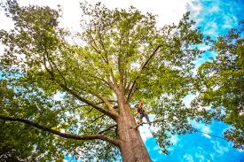 Best Tree Mulching  in Esparto, CA