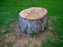 Best Tree Removal  in Esparto, CA