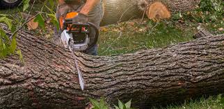 Best Commercial Tree Services  in Esparto, CA