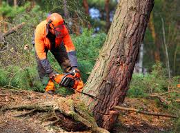Best Emergency Tree Removal  in Esparto, CA