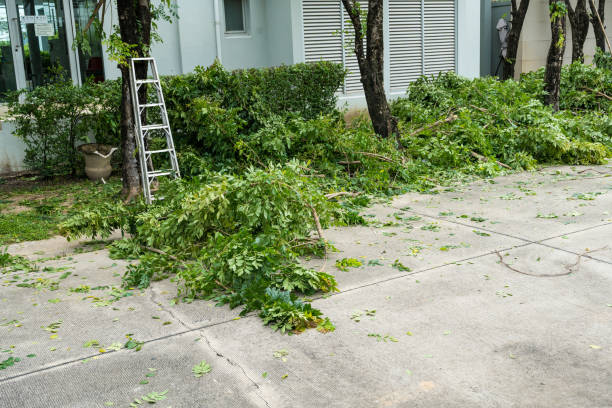 Best Tree Health Inspection  in Esparto, CA
