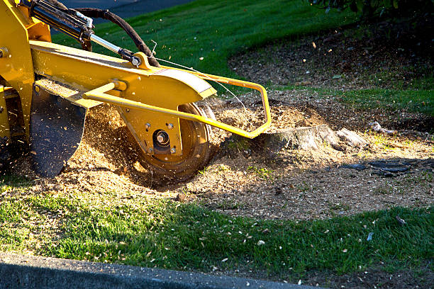 Best Tree Maintenance Programs  in Esparto, CA